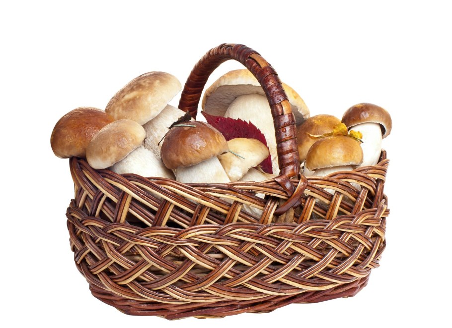 Огромная корзина для грибов