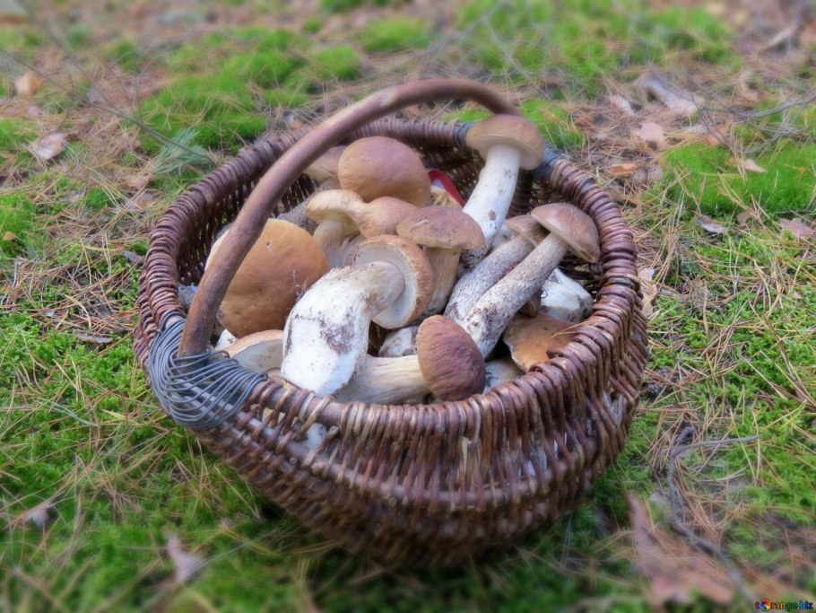 Целая корзина грибов