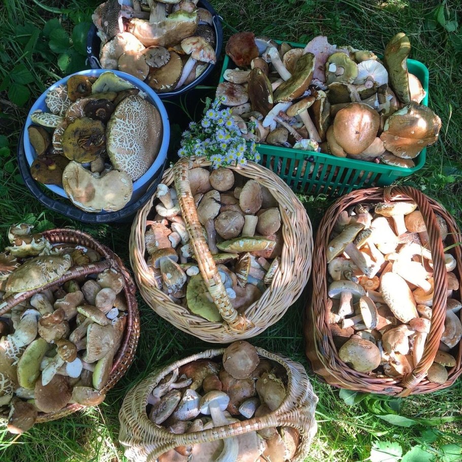 Корзина с грибами