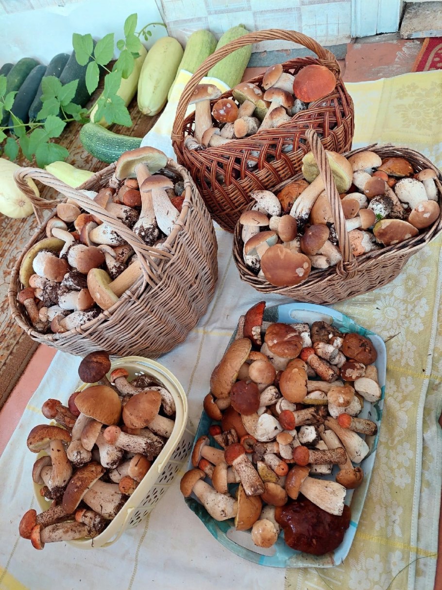 Урожай грибов