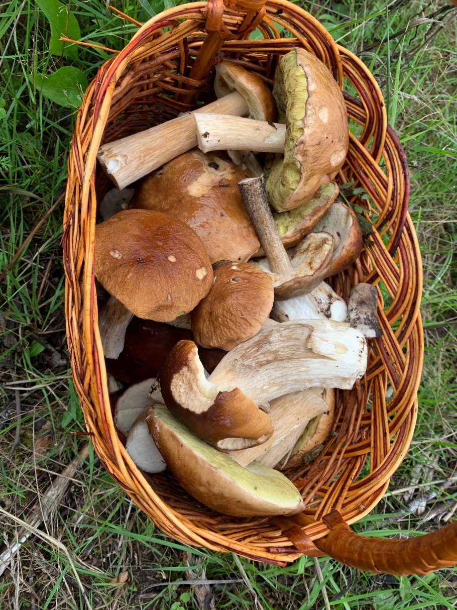 Грибы которые собирают в сентябре