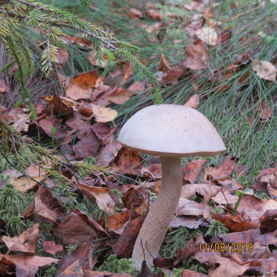 Русский гриб