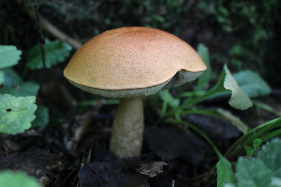 Подосиновик шляпка липкая