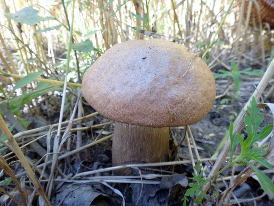 Подосиновик серый обабок Leccinum duriusculum