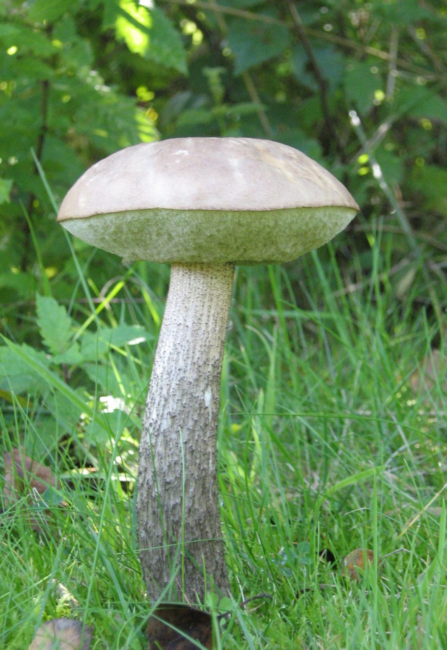 Ложный подберезовик