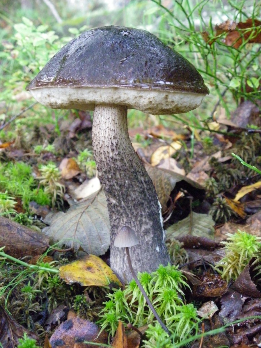 Подберезовик черноголовик