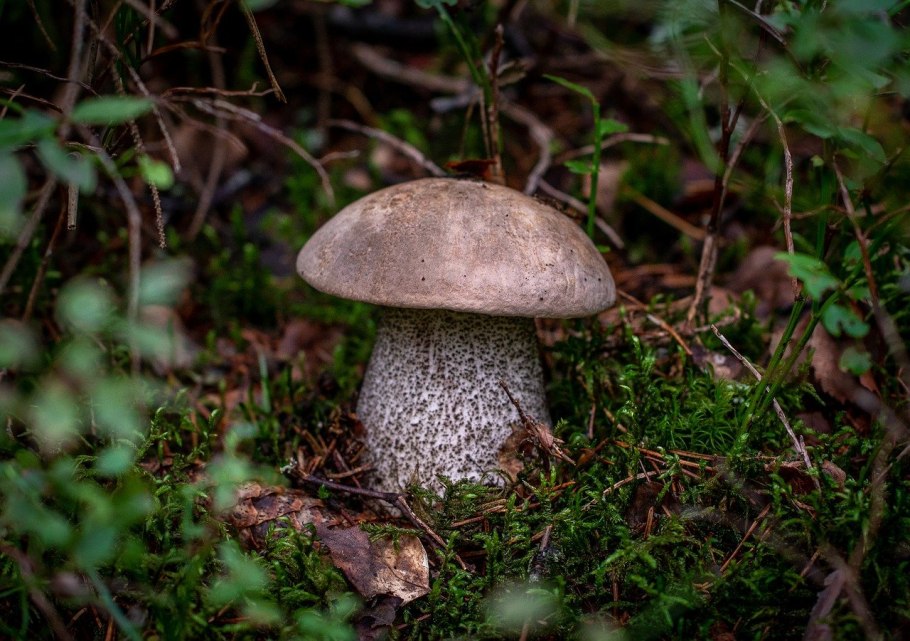 Белый гриб и подосиновик