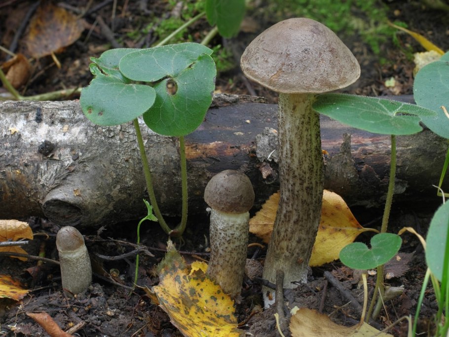 Leccinum schistophilum
