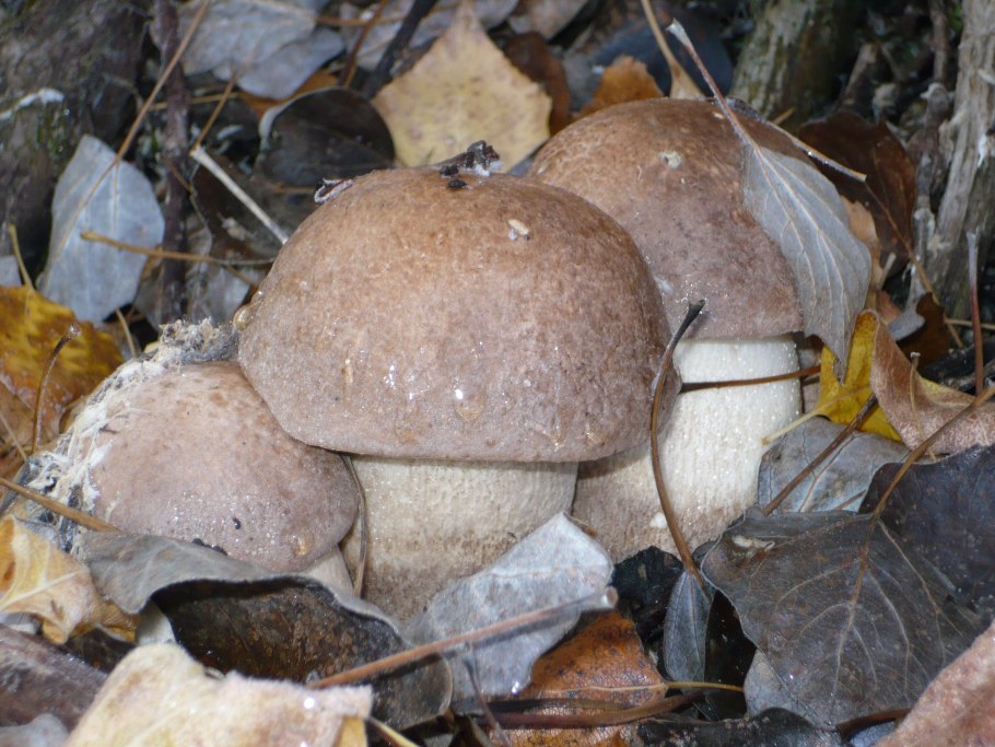 Подосиновик серебристый