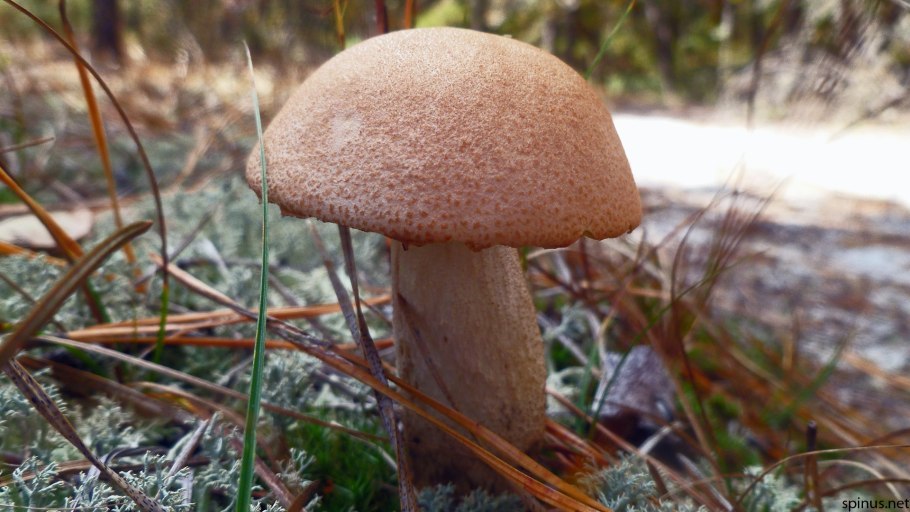 Red-capped scaber Stalk