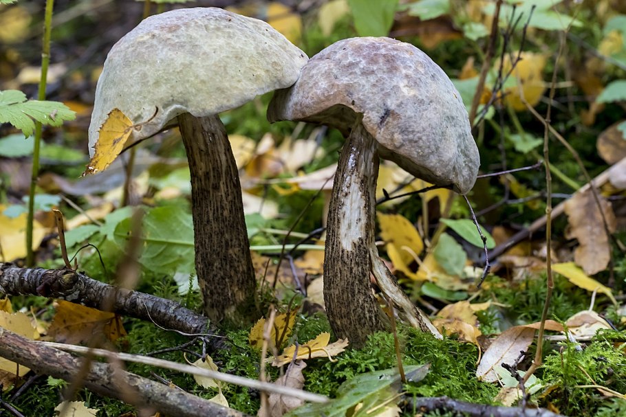 Подберёзовик серый (Грабовик)