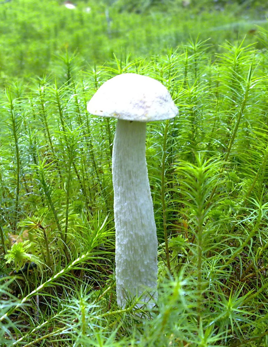 Белый болотный подберезовик
