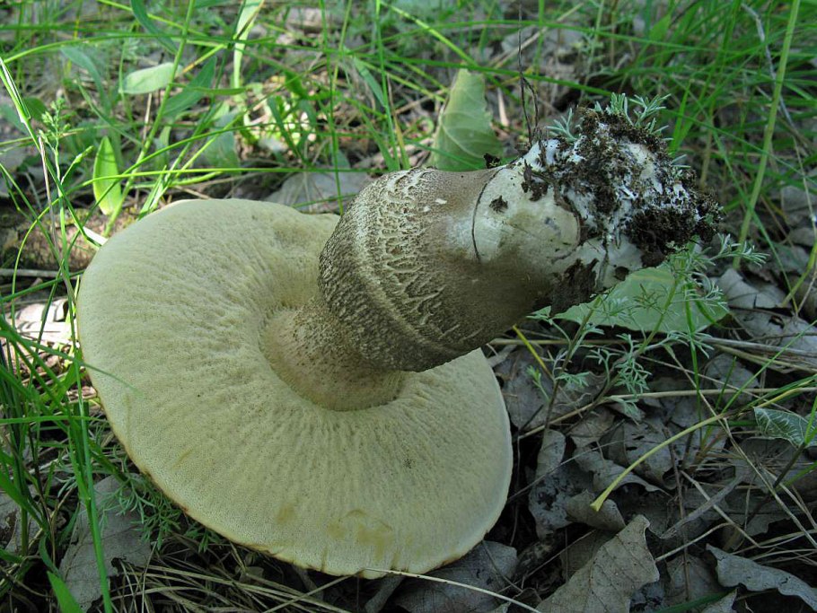 Подберёзовик твердоватый Leccinum duriusculum