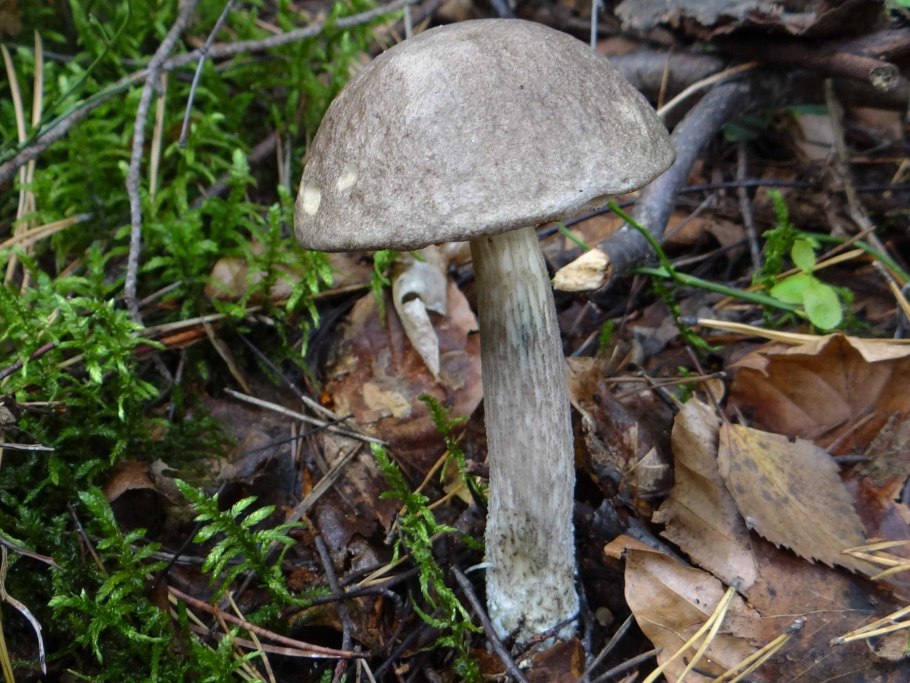 Подберезовик обыкновенный