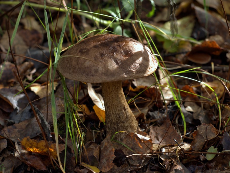 Подберезовик обыкновенный (обабок)