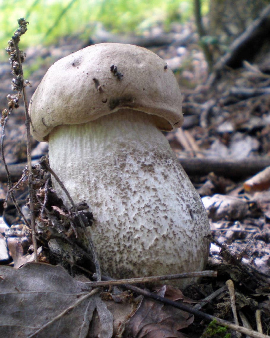 Подберёзовик жестковатый