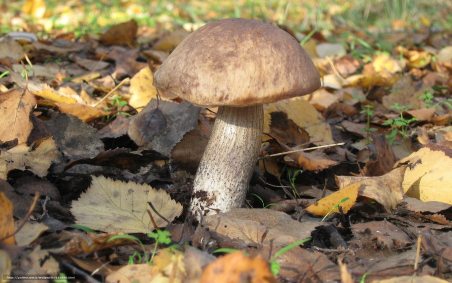 Гриб Пересильд Карельский