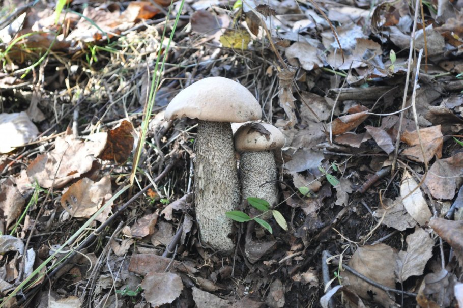 Ложный подберезовик шляпка