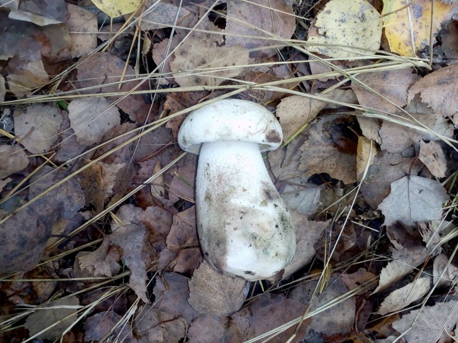 Осиновик белый Leccinum percandidum