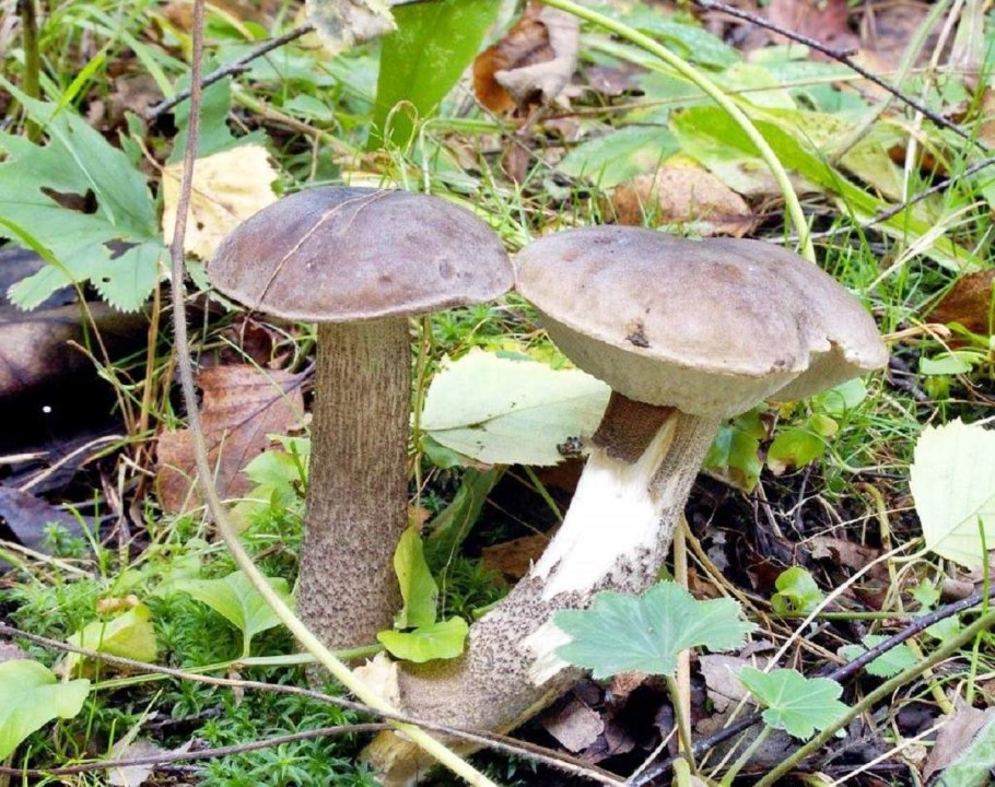 Гриб подберезовик розовеющий