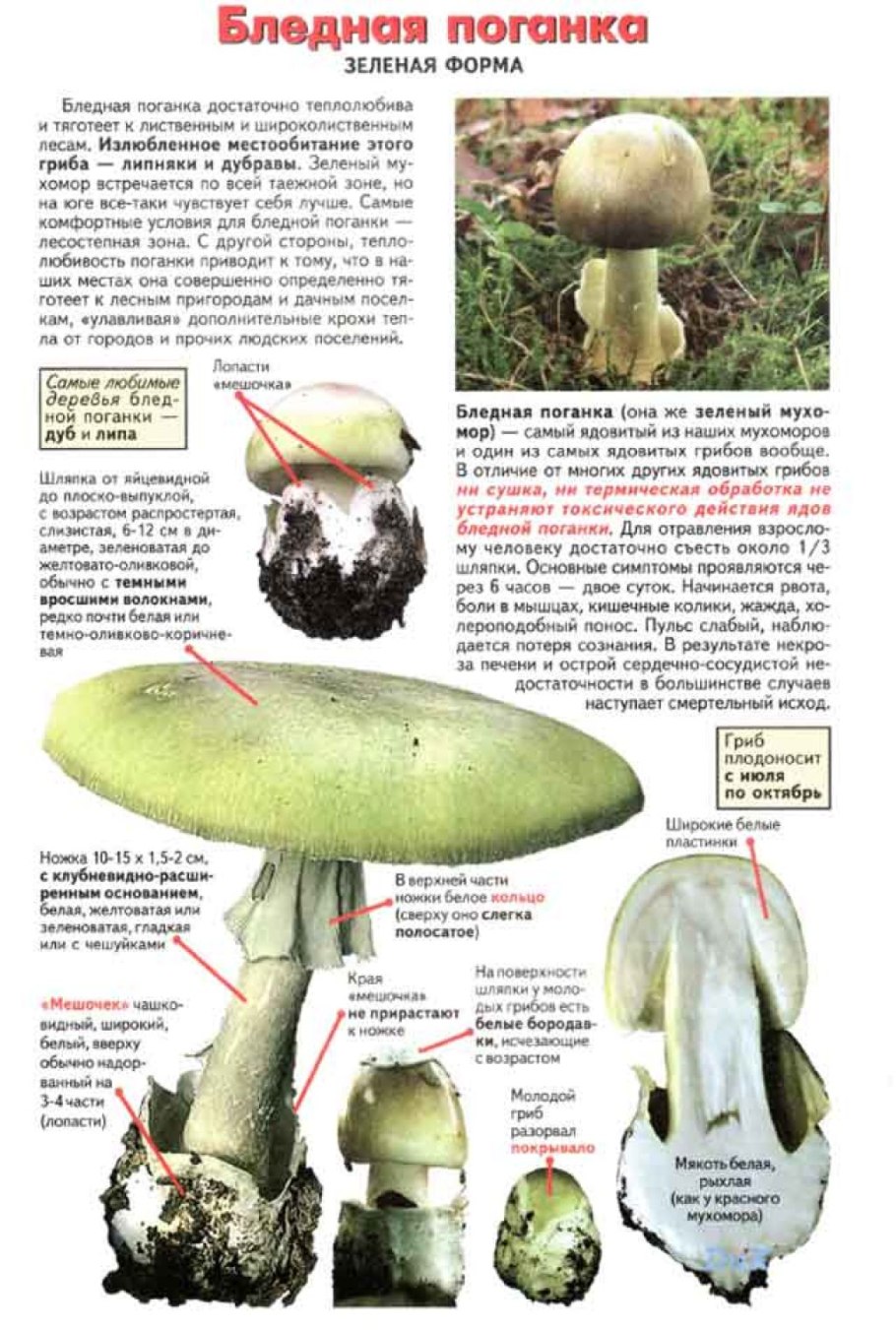 Бледная поганка характеристика гриба
