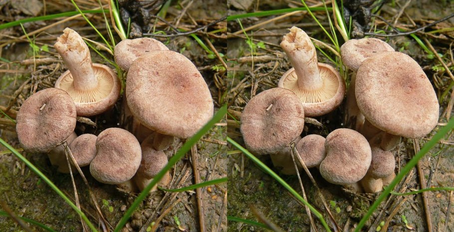 Млечник серо-розовый