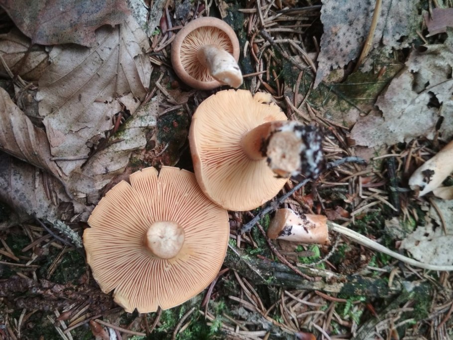 Млечник Ольховый