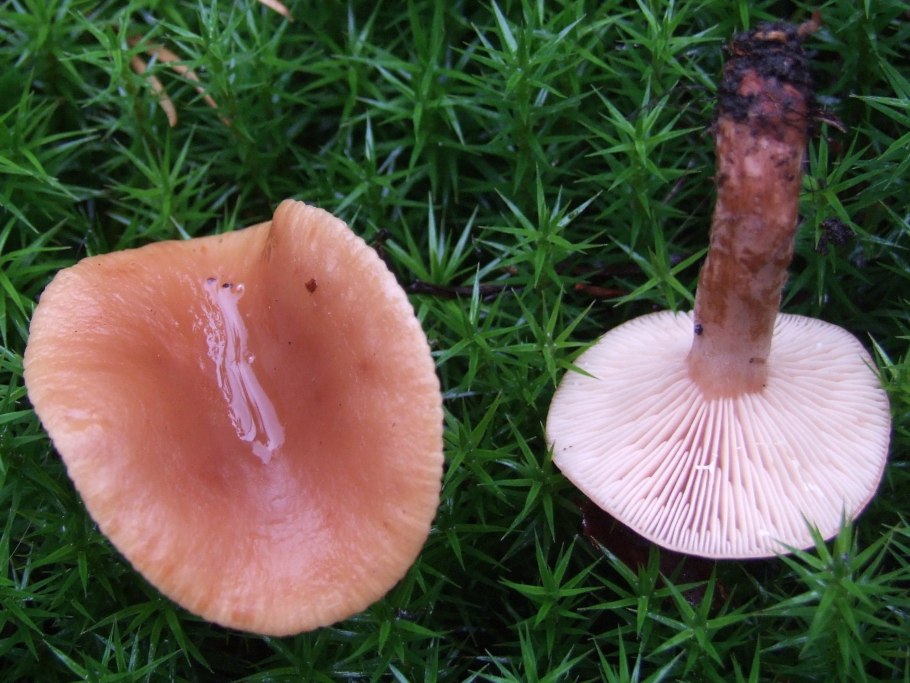 Млечник болотный Lactarius sphagneti