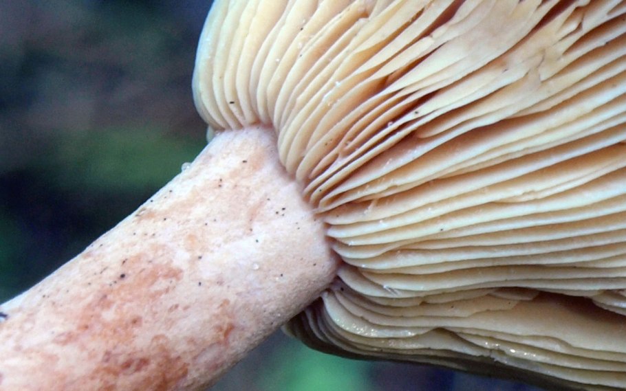 Lactarius glyciosmus