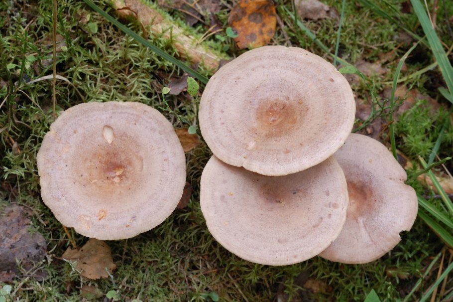 Млечник серо-розовый Lactarius helvus