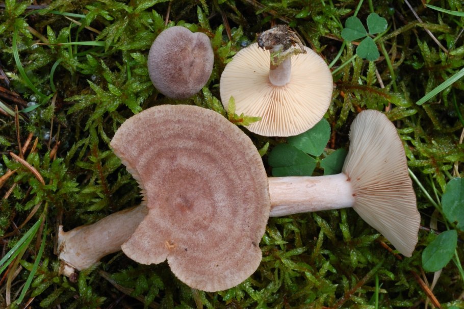 Lactarius Mammosus
