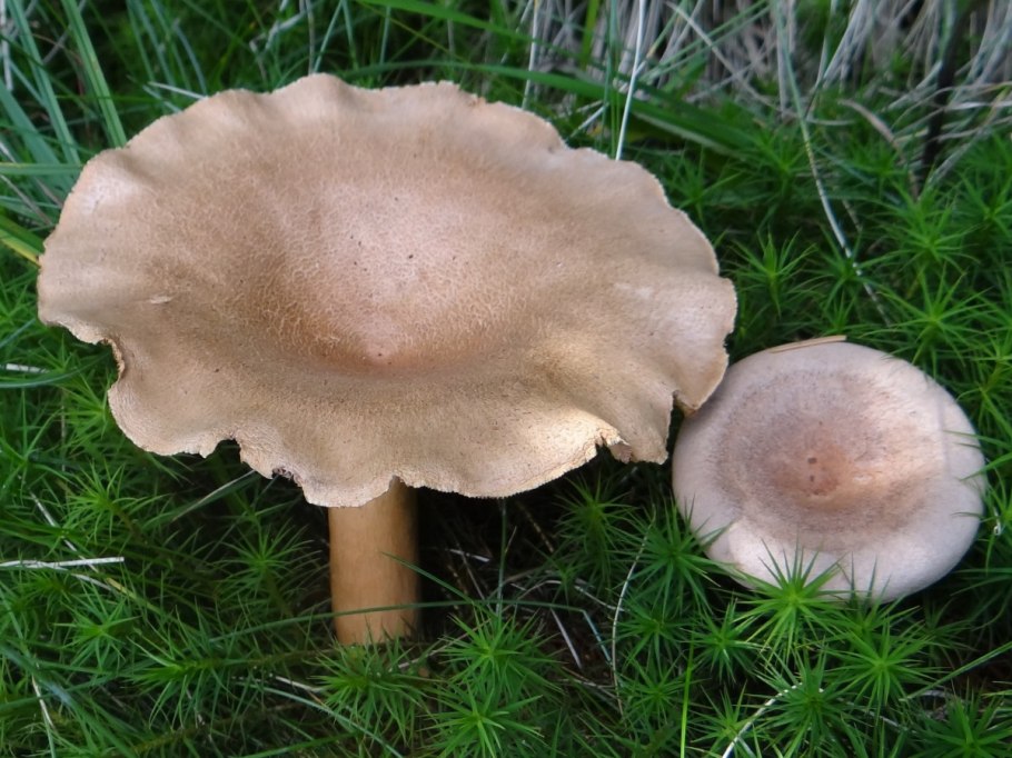 Млечник серо-розовый Lactarius helvus