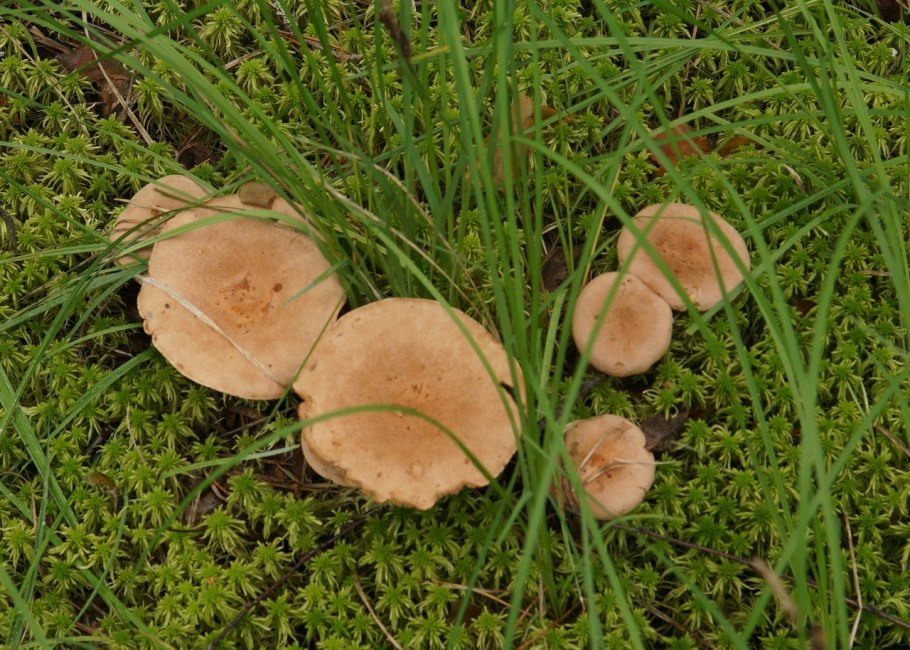Млечник серо розовый lactarius helvus