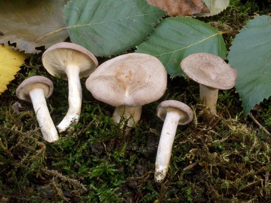 Млечник ароматный lactarius glyciosmus