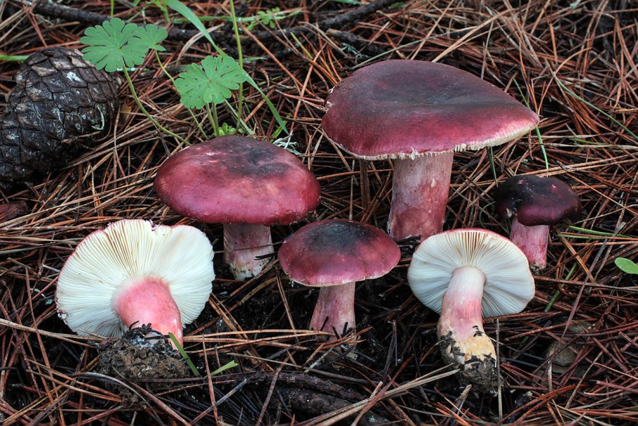 Russula torulosa