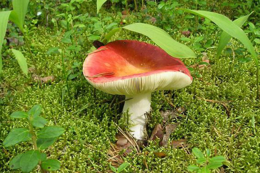 Сыроежка остроедкая Russula Sardonia