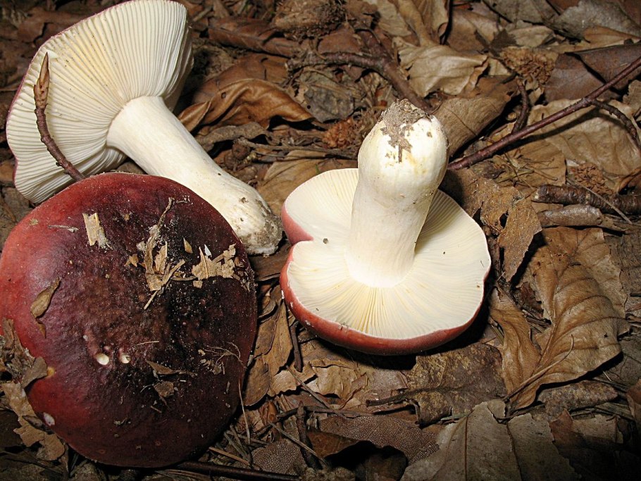 Russula Atropurpurea