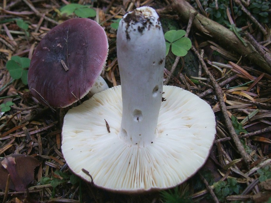 Russula griseascens