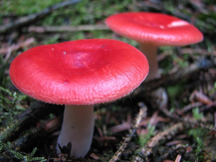 Сыроежка сардониксовая Russula Sardonia
