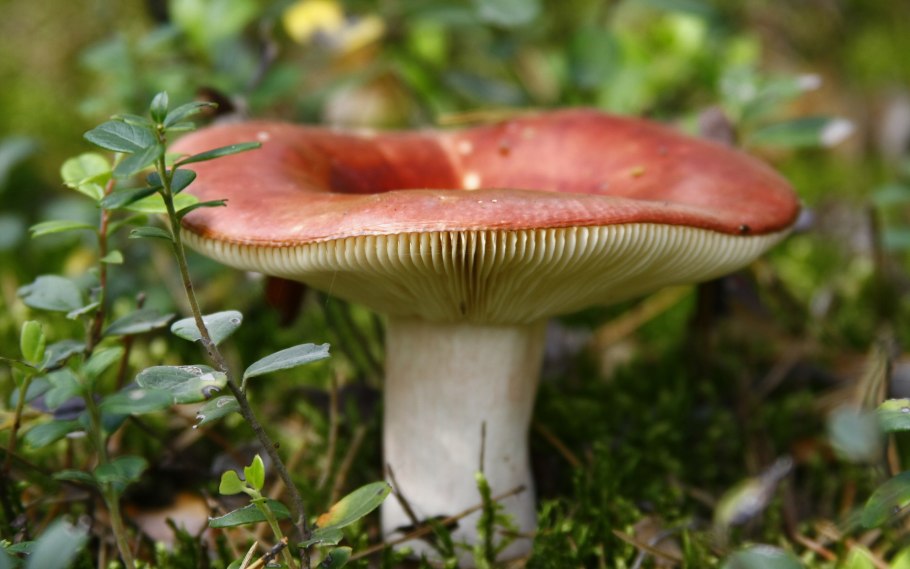 Сыроежка Лазоревая