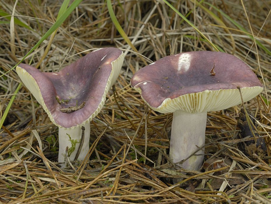 Russula azurea