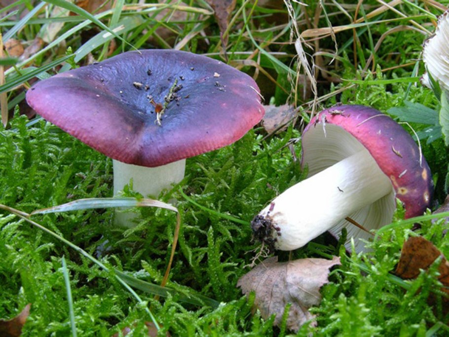 Сыроежка сардониксовая Russula Sardonia