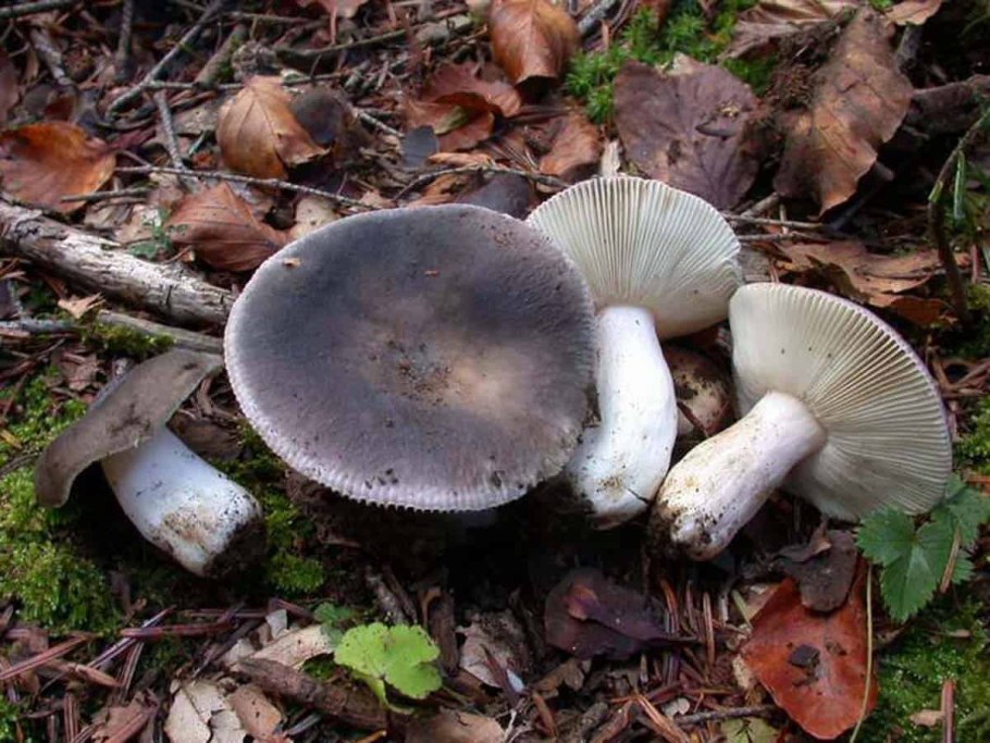 Сыроежка Болотная Russula paludosa