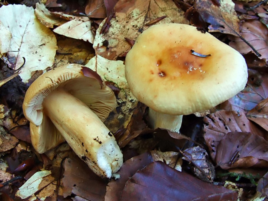 Сыроежка золотистая (Russula Aurea)