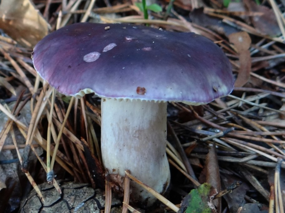 Russula cyanoxantha