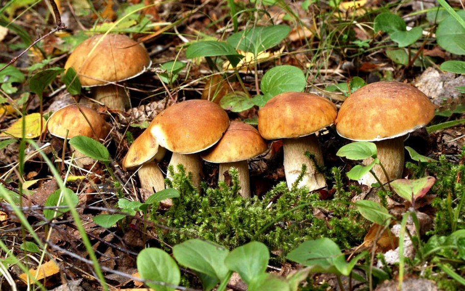 Полянка с грибами