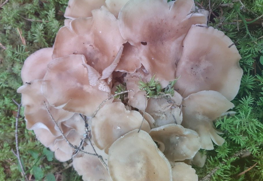 Рядовка коричневая Tricholoma imbricatum