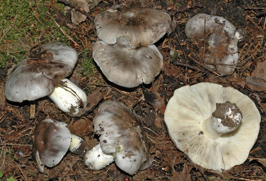 Рядовка тигровая Tricholoma pardinum