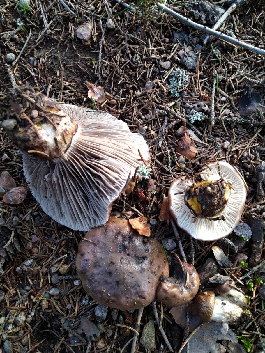 Рядовка бородатая Tricholoma Vaccinum