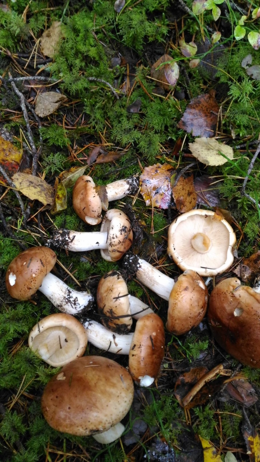 Грибы Березовая рядовка